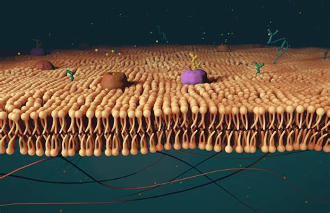 My computer modeling final, phospholipid bilayer of the cell membrane ...