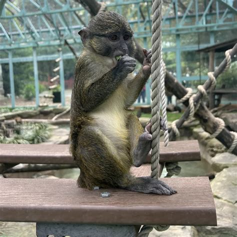 Inside the Zoo: How Staff Rallied for an Abandoned Baby Monkey | Smithsonian Voices | National ...