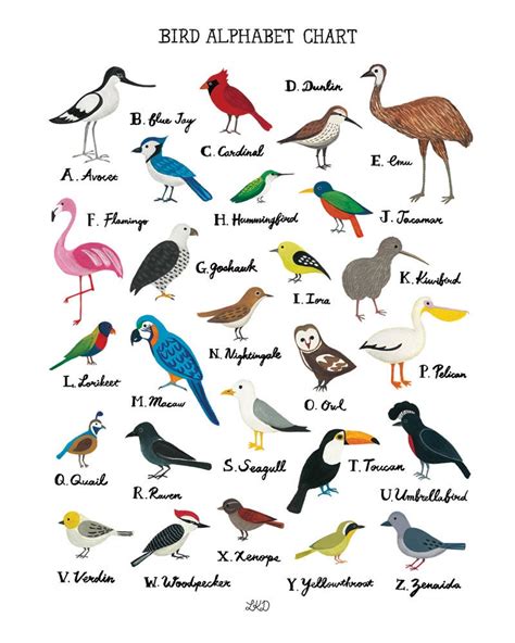 Types Of Birds 4 Letters at Autumn Allen blog