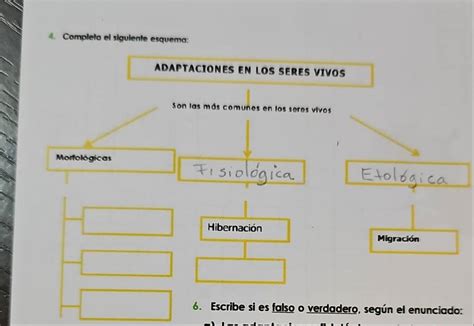 Solved: Completa el siguiente esquema: ADAPTACIONES EN LOS SERES VIVOS ...