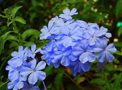 Kuvatulokset haulle periwinkle