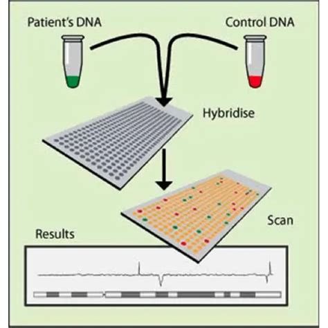 Microarray Test 的图像结果