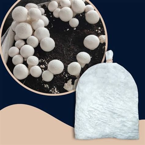 Gachwala White Button Mushroom Spawn, 200g - Fresh White Mycelium for ...