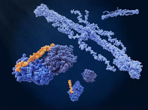 Tissue Plasminogen Activator (tPA) | Oxford Biomedical Research
