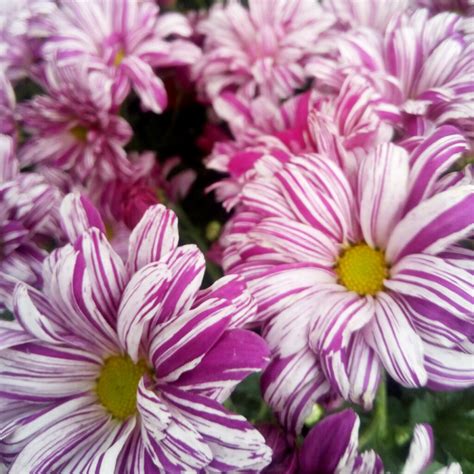 VARA DE SAN JOSE – Vivero El Encanto