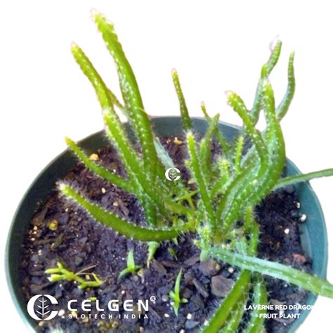 Dragon Fruit - Red Laverne (Flesh Magenta) Tissue Culture Sapling ...