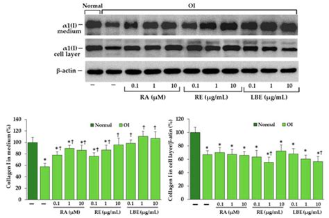 The Stimulating Effect of Rosmarinic Acid and Extracts from Rosemary ...