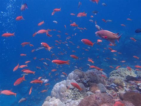 BALI DIVING TOUR - BALI MANGO DIVE - All You Need to Know BEFORE You Go ...