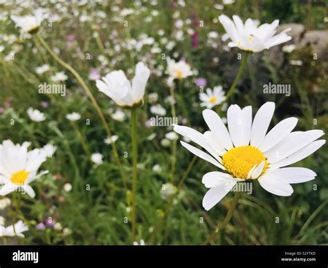 Large daisy like flowers Stock Photo - Alamy