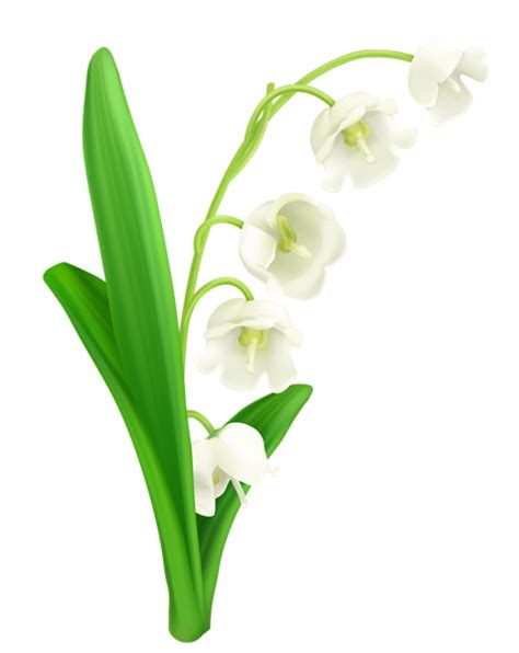 lily of the valley flower png