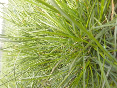 Red Fescue Grass Seed