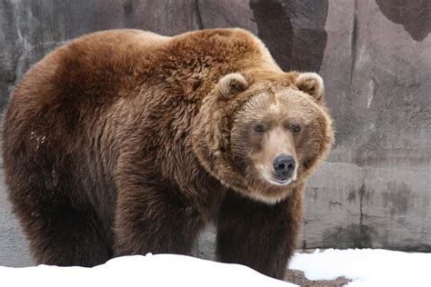 Grizzly Bear Basic Facts And New Pictures | The Wildlife