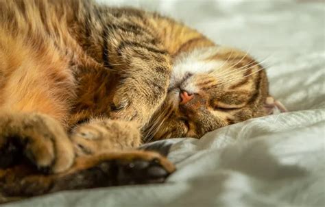Download wallpaper cat, cat, look, nature, pose, face, striped, section ...