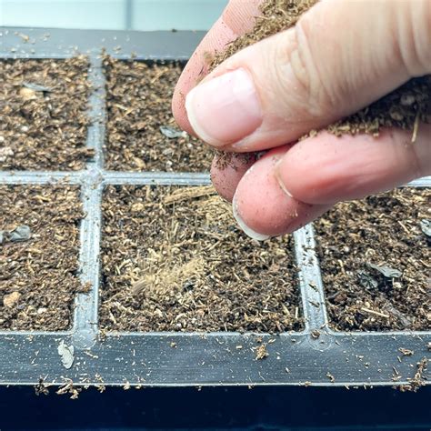 How to Grow Hostas from Seed - growhappierplants.com