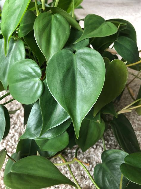 The heart leaf philodendron, or philodendron hederaceum, is a gorgeous ...
