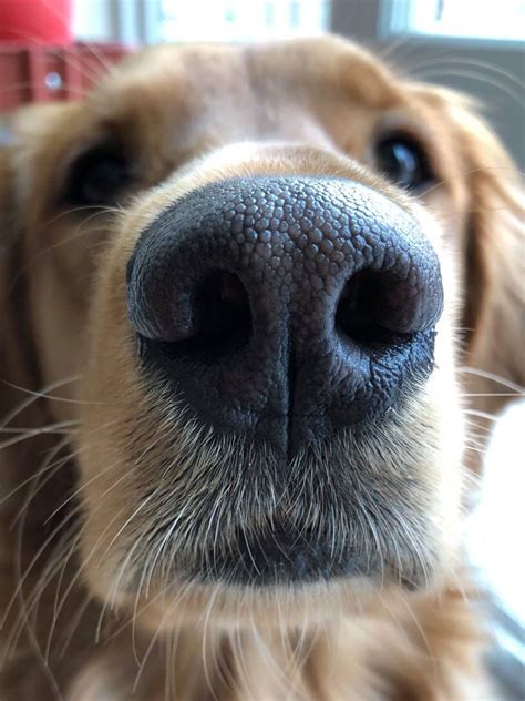 Dog noses are so cute | Dog heaven, Dog nose, Beautiful dogs