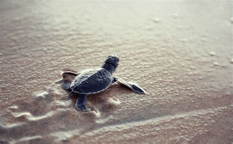 World Europe 的图像结果