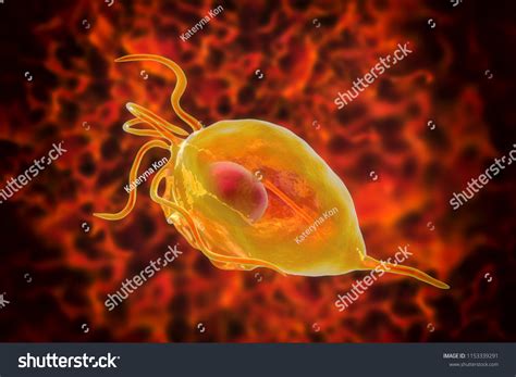 Trichomoniasis Images: Browse 513 Stock Photos & Vectors Free Download ...