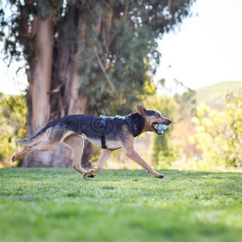 Анатомічні шлейки Blue-9 Balance Harness M - BioIntellect - твоя ...