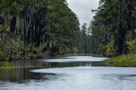Swamp Screen Frame 的图像结果