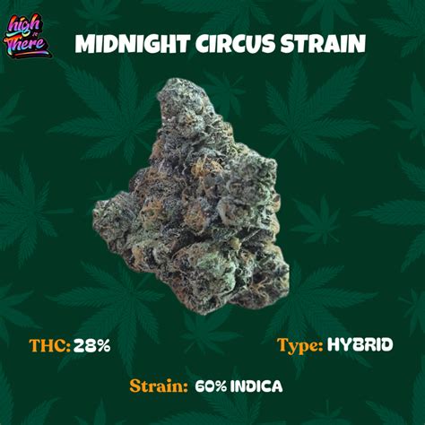 Midnight Circus Strain Review | Buy Now at HighThere