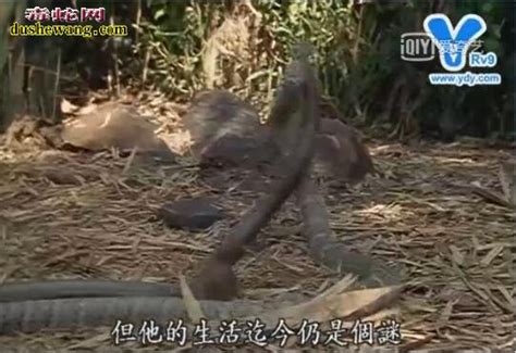 眼镜王蛇记录片：带你了解蛇类王者的霸气！_眼镜王蛇_毒蛇网