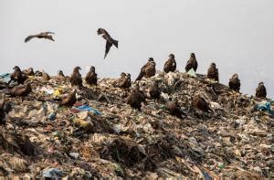 Down to Earth Photo Gallery | Pictures by Down To Earth