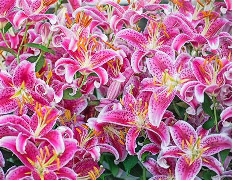 7 Different Types of Lilies for an Elegant Garden