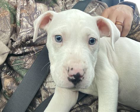 White Red Nose Pitbull With Blue Eyes Red Nose American Pitbull
