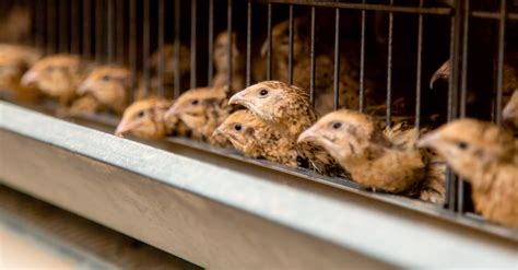 Shanny Farms | Quail Farm in State College