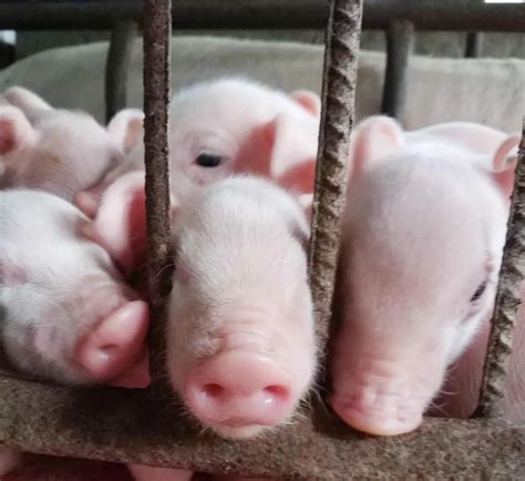 如何判定母猪仔猪和生长猪的猪圈环境？ - 每日头条