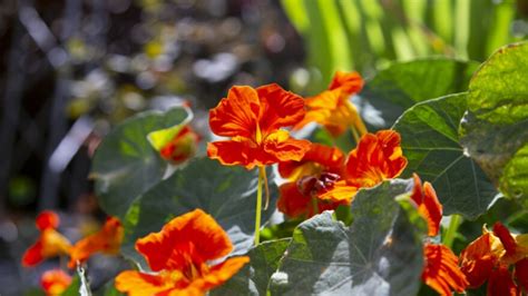 Cvijet dragoljub ponosno može nositi svoje ime jer osim što je lijep i ...