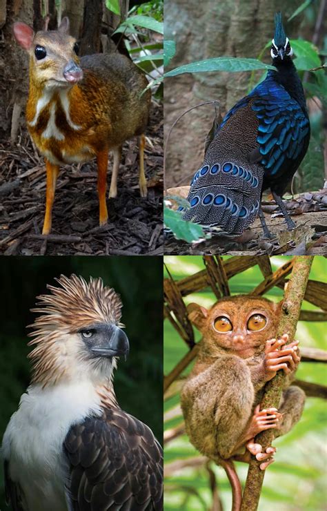 8 Unique Animals You Can Spot Only in the Philippines