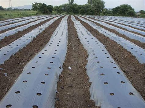 Mulching Sheet - Know Its Uses, Types and Advantages – Agri-Route