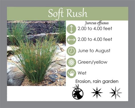 Soft Rush Native Plant Spotlight - Landscape Design, Installation ...