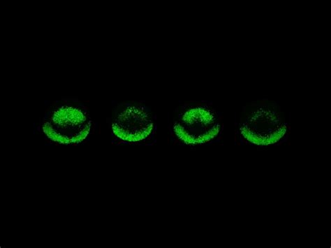 Young Lab — Zebrafish UCL