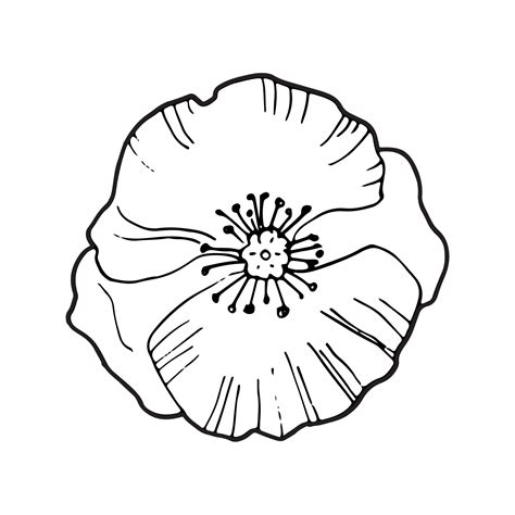 How To Draw A Poppy