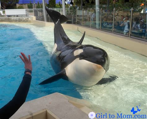 Lunch With Shamu - Girl to Mom