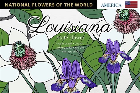 Louisiana Flower