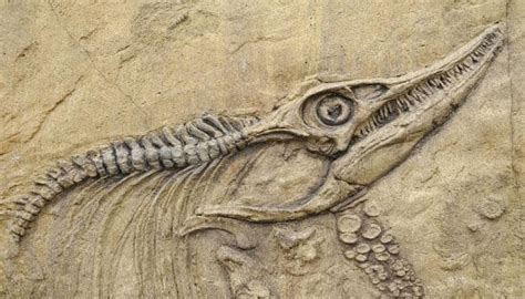 Largest of its kind 'giant dinosaur fossil wall' unearthed in China's ...