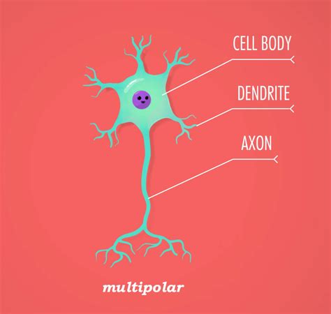 Image result for Crash Course Nervous System