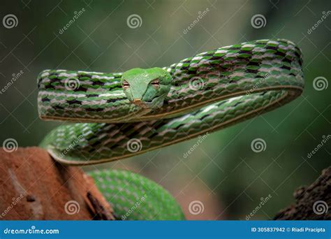 Asian Vine Snake (Ahaetulla Prasina) is a Species of Snake Stock Photo ...