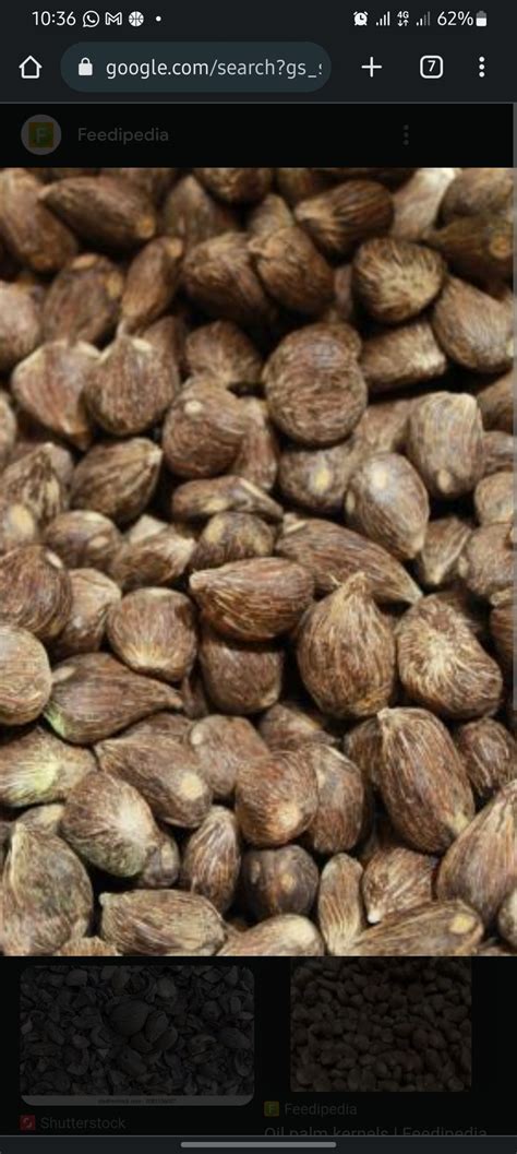 Kernel and Shell 的图像结果