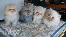 gatti persiani in vendita vendita cucciolo persiano da privato a grosseto gatti gatti persiani in vendita vendita cucciolo persiano da privato a grosseto gatti