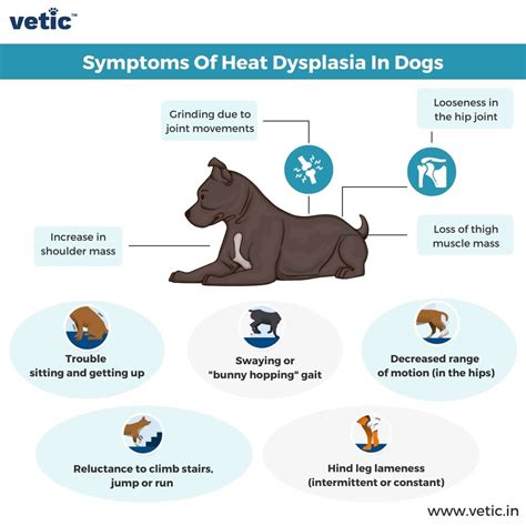 Hip Dysplasia In Dogs And Stairs at Marva Owens blog