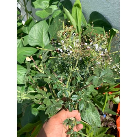 Chinsaga Spinach | O' naturale