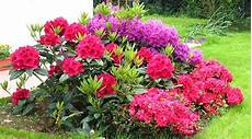 fiori azalee azalea e rododendro consegna fiori a domicilio fiori azalee azalea e rododendro consegna fiori a domicilio