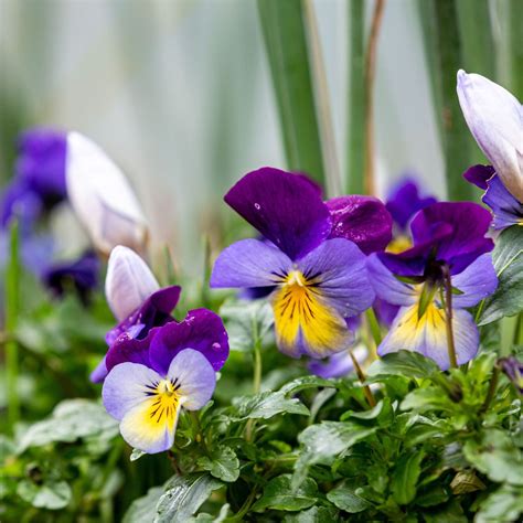 How to grow winter pansies for stunning blooms | Ideal Home