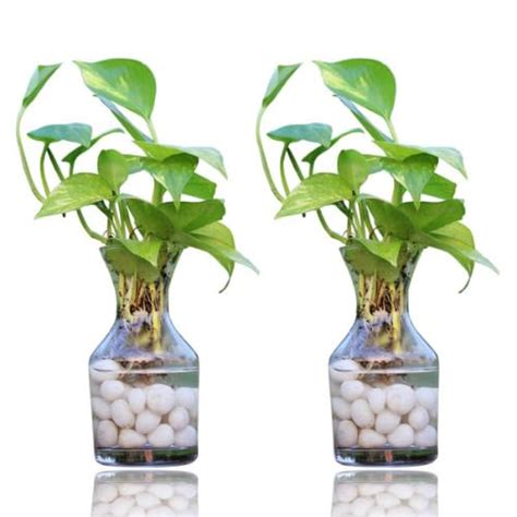 Phulwa Combo Pack Of 2 Green Money Plant in Glass Vase with white ...
