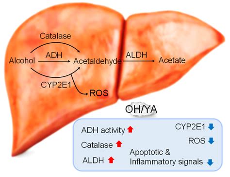 Dipeptide YA is Responsible for the Positive Effect of Oyster ...